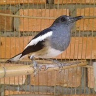 BURUNG KACER BETINA DEWASA SIAPAN