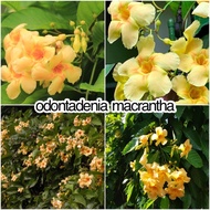 Pokok bunga wangi, menjalar Odontadenia macrantha