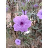 CUTTING POKOK MORNING GLORY / POKOK MORNING GLORY  / POKOK MORNING GLORY PURPLE / KERATAN POKOK GLOR