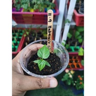 *Rare* Anak Pokok Cili Habanero