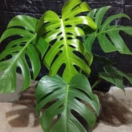 Monstera king | tanaman hias Monstera king Giant | Monstera