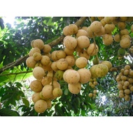 PROMO BIBIBT ASLI BUAH DUKU PALEMBANG
