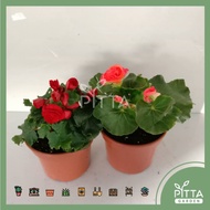 Begonia Rose Plant with Plastic Pot - Live Plant FLB030 || Random Color