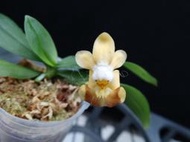 {親友蘭園} 蘭花拍賣之原生種蝴蝶蘭- P.lobbii var yellow