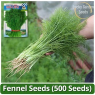 Biji Benih Daun Dill Adas Fennel Seeds (500 Seed) Organic Fennel Seeds High Yield Vegetable Seed for
