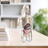 [CHiWANJi] Human Body Model Kits Body Parts Organs for Preschool Teacher Supplies