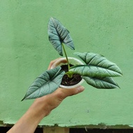 Alocasia bisma silver size remaja