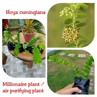 Hoya cumingiana / millionaire's plant (air purifying plant) with soil in black plastic