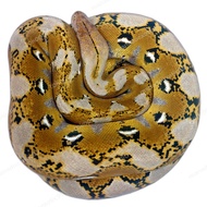 SOLD retic platinum