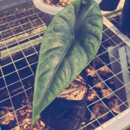 Alocasia bisma tanaman hias