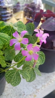 Oxalisแว่นดอย ผีเสื้อราตรี กระถาง 5.5 นิ้ว