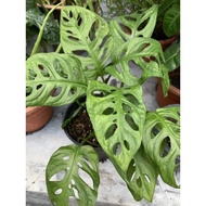 Pokok Keladi Monstera Hidup