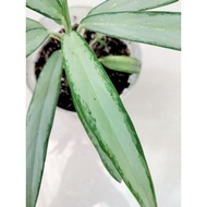 ♞Chinese Evergreen Aglaonema ( Silver sword Aglaonema )