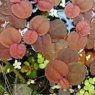 5 Branches of Aquatic Red Root Duckweed Water Filter, Aquarium Decoration