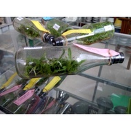 Anggrek Botol Cattleya Bibit Murah