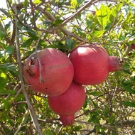 Bibit Buah Delima Merah / bibit buah delima ungu / bibit buah delima