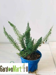 GardenMart4U Asparagus Densiflorus Foxtail Live Plant Pokok Indoor Hiasan Fern Paku Pakis 狐尾蕨苔玉球