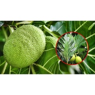 DAUN SUKUN KERING BANYAK MANFAAT 50 GRAM UNTUK SEMUA Daun Sukun (Breadfruit Leaf)