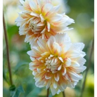 5 Biji Segar Benih Bunga Dahlia 'Peaches n' Cream' Flower Dahlia Seed - 5 Seed