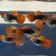 Ikan Guppy Tuxedo Koi Short Body | 2 Pasang | NF Guppy