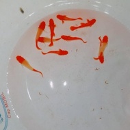 Guppy Albino Koi Red Ear (Gen King Koi) #Gratisongkir