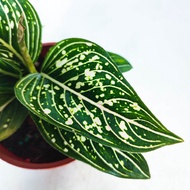 Aglaonema Toms Pride Plant - Fresh Gardening Indoor Plant Outdoor Plant