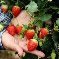 bibit strawberry sagahonoka / bibit strawberry jepang