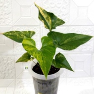 SALE Anthurium Brownii / Corong Variegata Murah