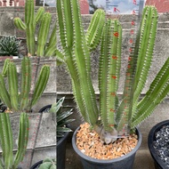 Euphorbia fruiticosa Scorpion Tail (Euphorbia fruiticosa) Freshly Cut