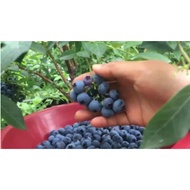 Dwarf Blueberry Plant Seed jumbo