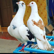 PTR Burung Dara / Merpati Sepasang Giring Keras Free Jagung Kristal