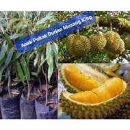 Anak Pokok Durian Musang King