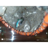 bisa COD || ikan cupang Avatar gordon 100% ORI || blue rim Giant Nemo