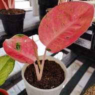 MMH_54 Aglonema big roy mutasi cantik || BUKAN BONGGOL - tanaman hias
