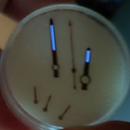 Watch accessories substitute Swiss 7750 movement Daytona hands RLX 7750 Watch hand