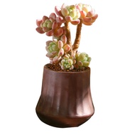 【Succulent】 Small old pile succulents indoor small potted succulent green plants without pots