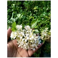 KAMUNING LIVE PLANT ROOTED OUTDOOR PLANTS