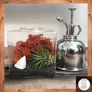 The Punaluu Air Plant Terrarium Kit