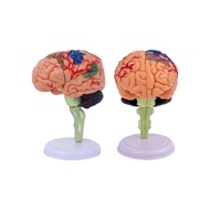 Human 4D Brain Anatomy Model Detachable 31 Part for Medical Teaching