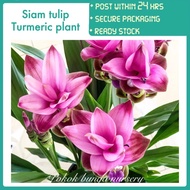 PBN - siam tulip turmeric plant - curcuma hidden lilies ginger medicine cooking bunga flower outdoor