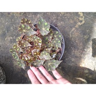 Sindo - Begonia Sp Live Plant 7RIES2WXNY
