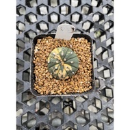 Augustfame - Astrophytum Asteria Variegated D4 兜锦 仙人球 cactus succulent