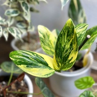 Monstera Standleyana Variegata Yellow / philodendron Standleyana varigata kuning
