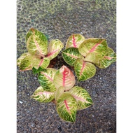 AGL104 - MOONLIGHT - Tanaman Hias Aglaonema Aglonema