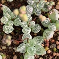 SG3501-🇿🇦南非洛麗塔/稀有鱗芹屬塊根植物🔥多肉植物小盆栽禮物🔥