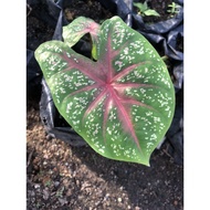 keladi/caladium/alocasia longiloba