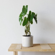 Promo!! Philodendron Burle Marx + Concrete Pot | Tanaman Hias Indoor