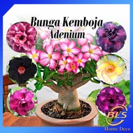 Real Live Plant Adenium Thailand (Random) Bunga Kemboja Pokok Hidup 富贵花