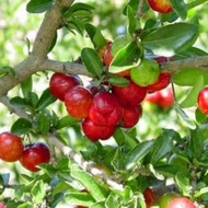 Anak pokok Cherry Barbados Hybrid CEPAT BERBUAH, buah merah