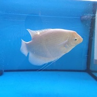 IKAN HIAS GURAME PADANG ALBINO JUMBO (±30CM)